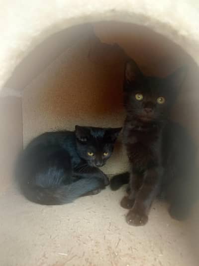 Adorable Black Kitten Ready for a New Home