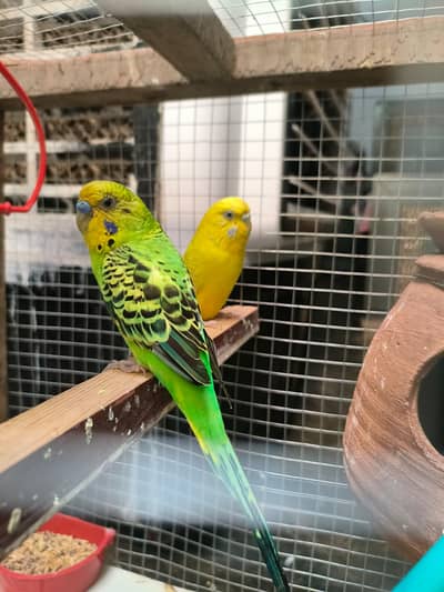 Budgies Pair With Cage