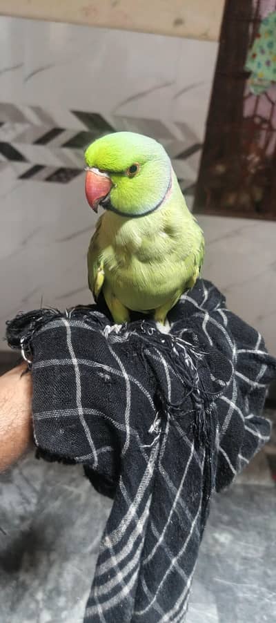 Talking parrot 03204590697