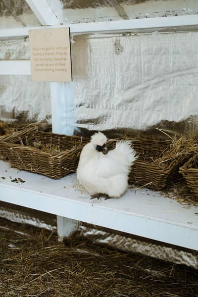 fancy hens