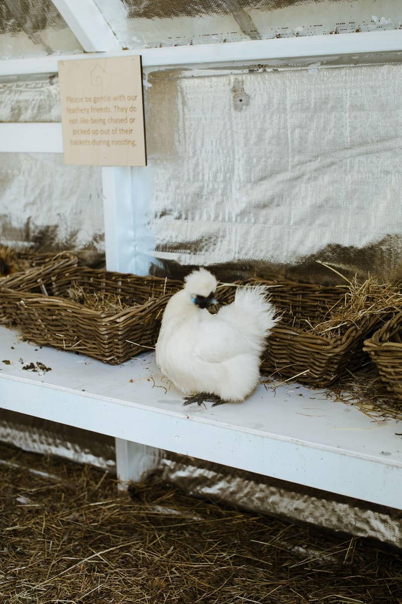 fancy hens 0