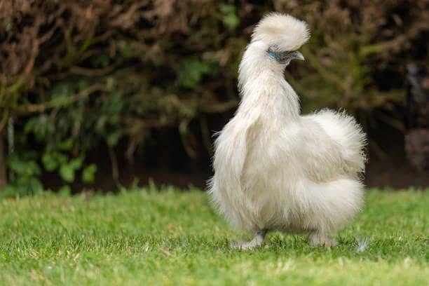 fancy hens 1