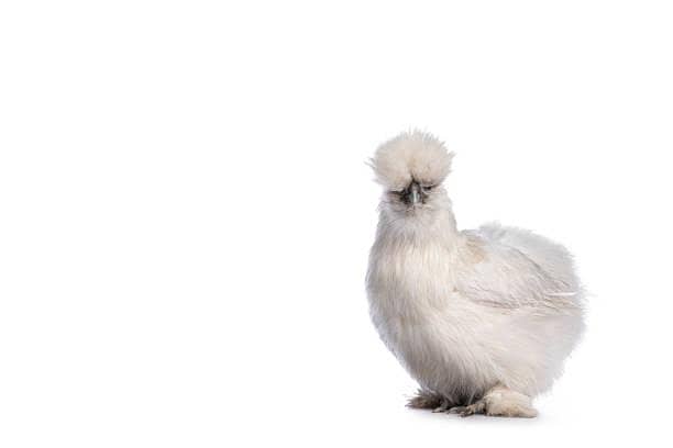 fancy hens 2
