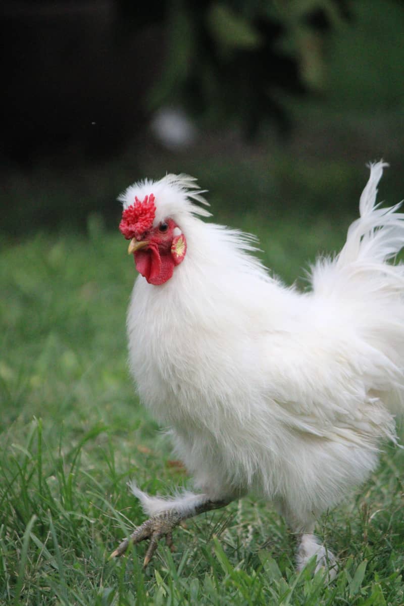 fancy hens 3