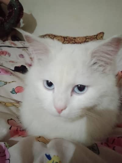 male persion cat