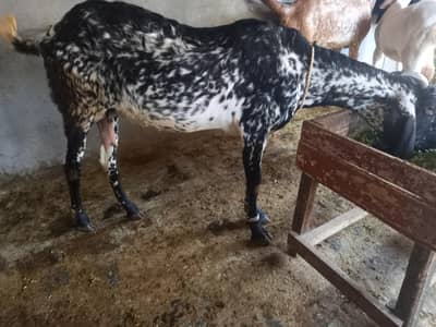 Makkhi Chini Bakri for sale