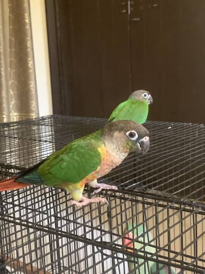 Green cheek conure chicks