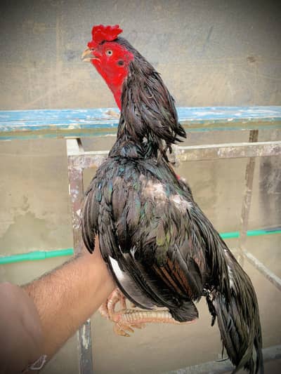 Best quality lasany Murga