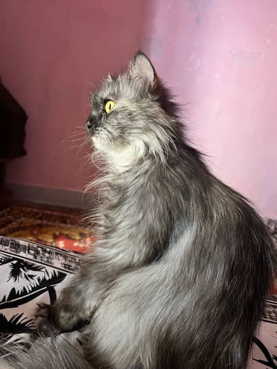 Triple coated cat for sale