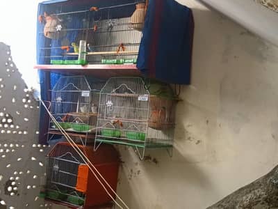 setup for sell