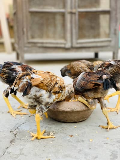chicks for sale
