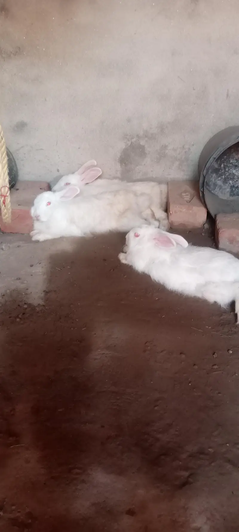 English Angora rabbits 5500rs
