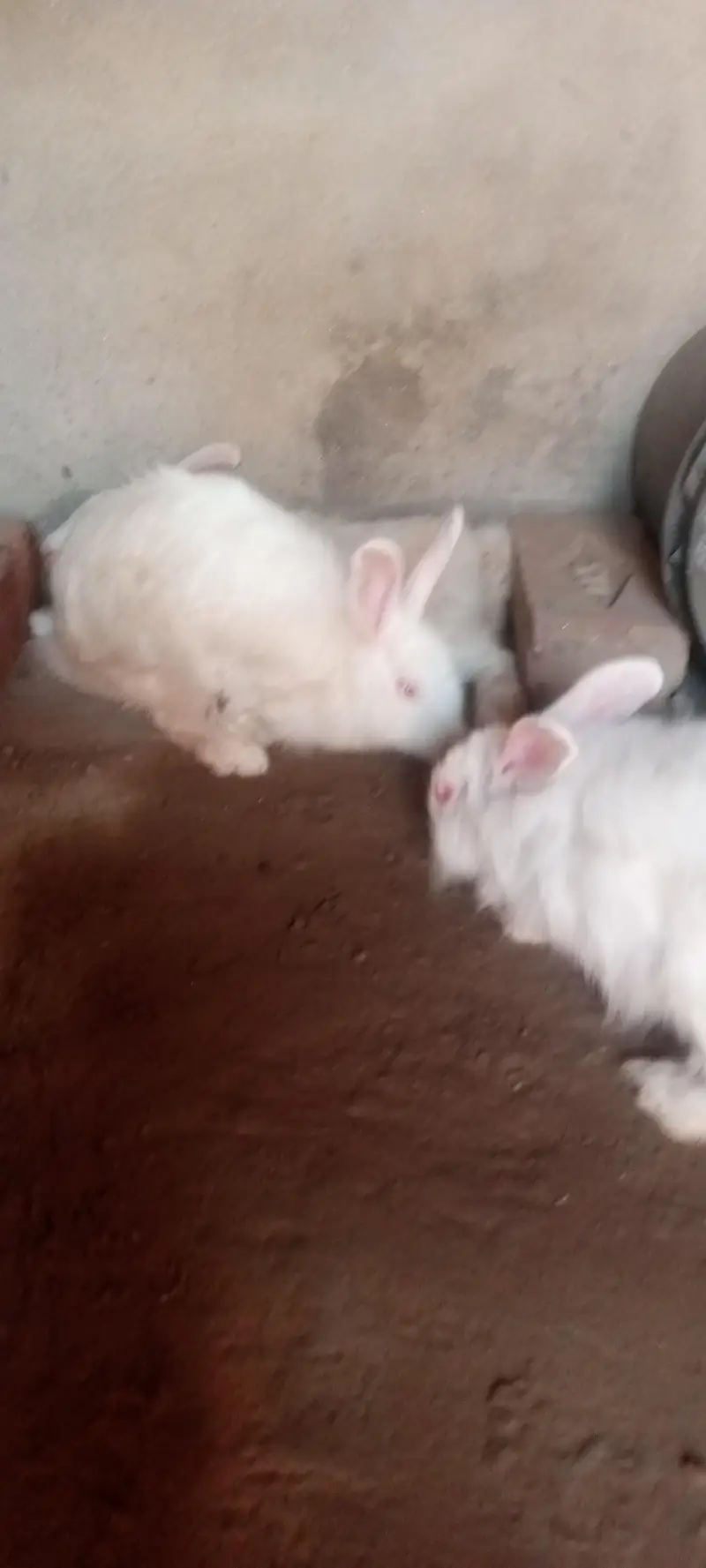 English Angora rabbits 5500rs — photo 2