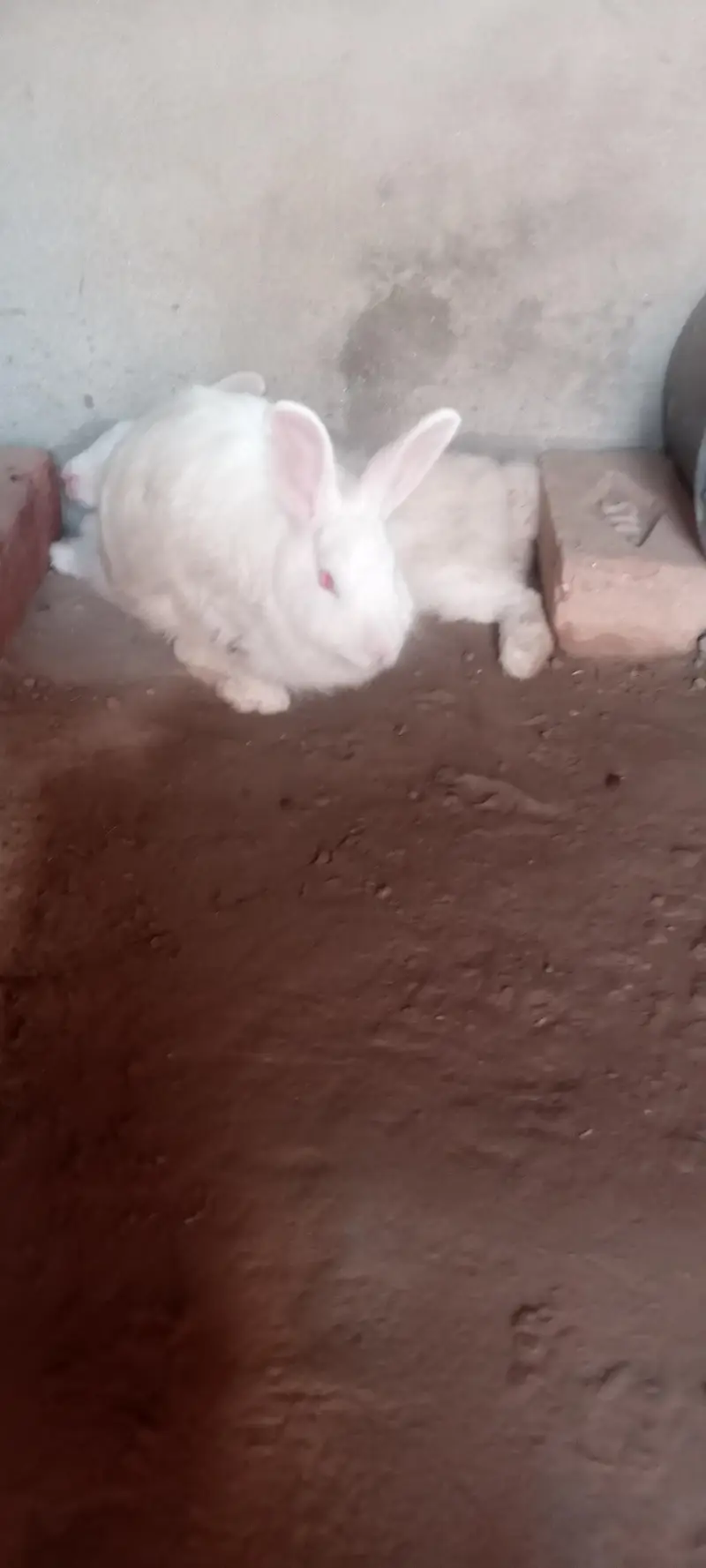 English Angora rabbits 5500rs — photo 3