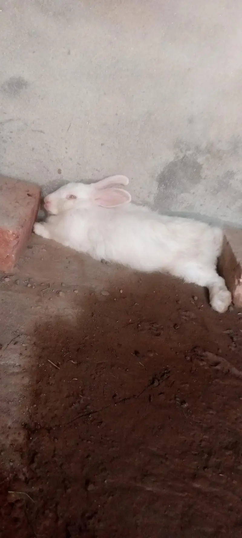 English Angora rabbits 5500rs — photo 4