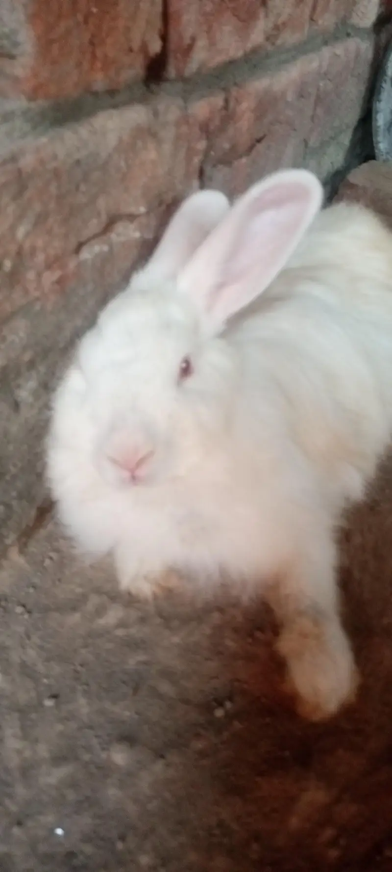 English Angora rabbits 5500rs — photo 5