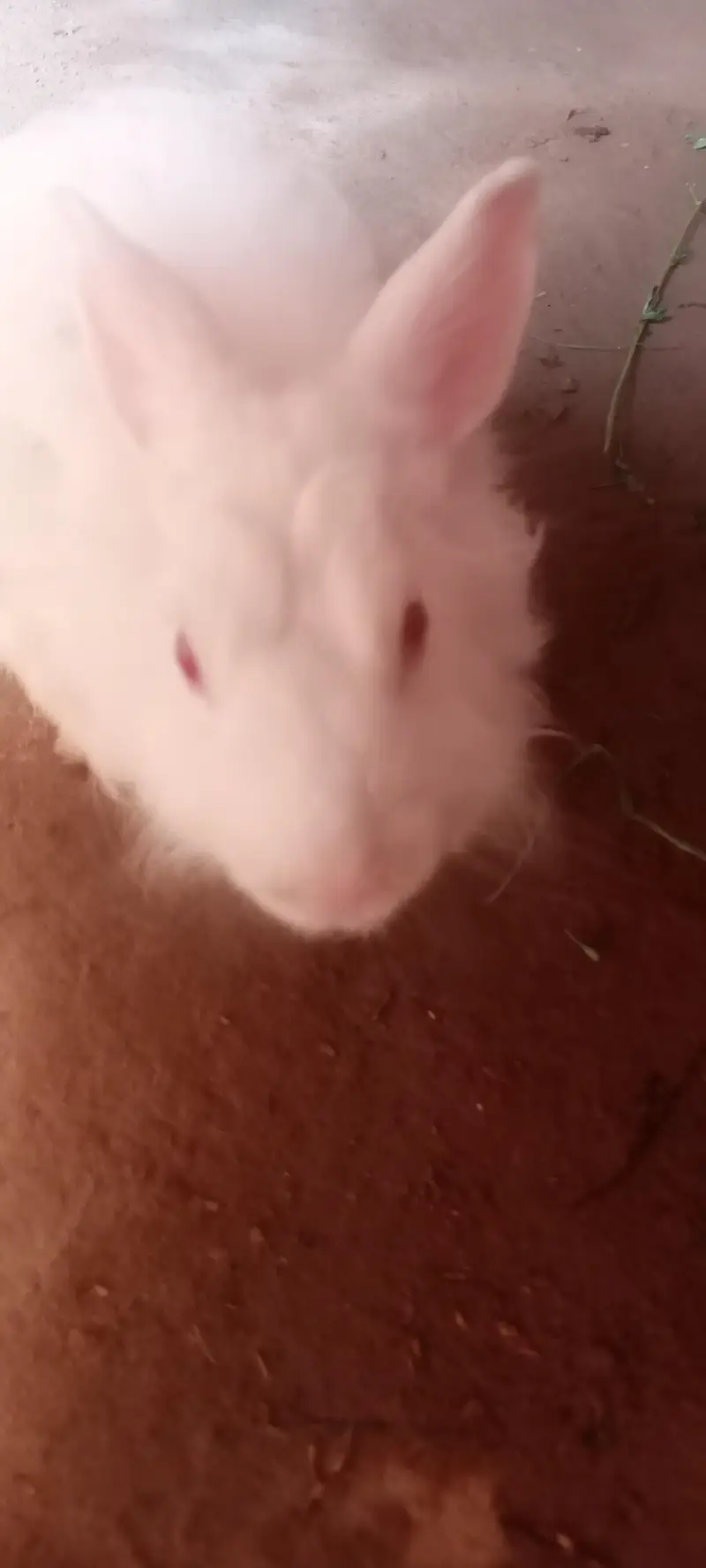 English Angora rabbits 5500rs — photo 6