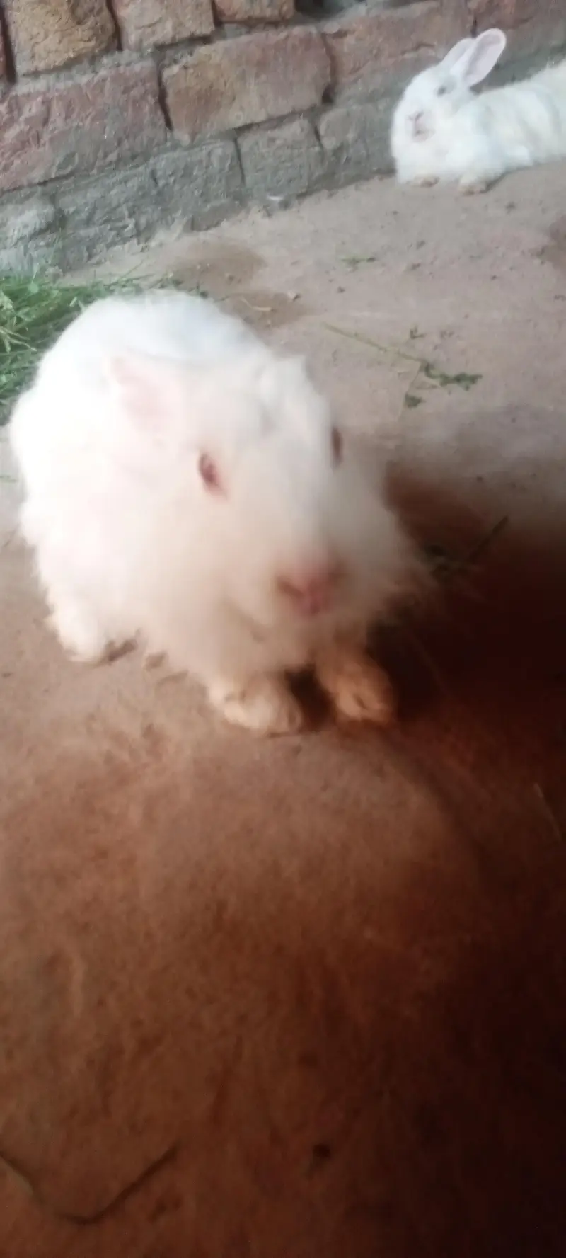 English Angora rabbits 5500rs — photo 7