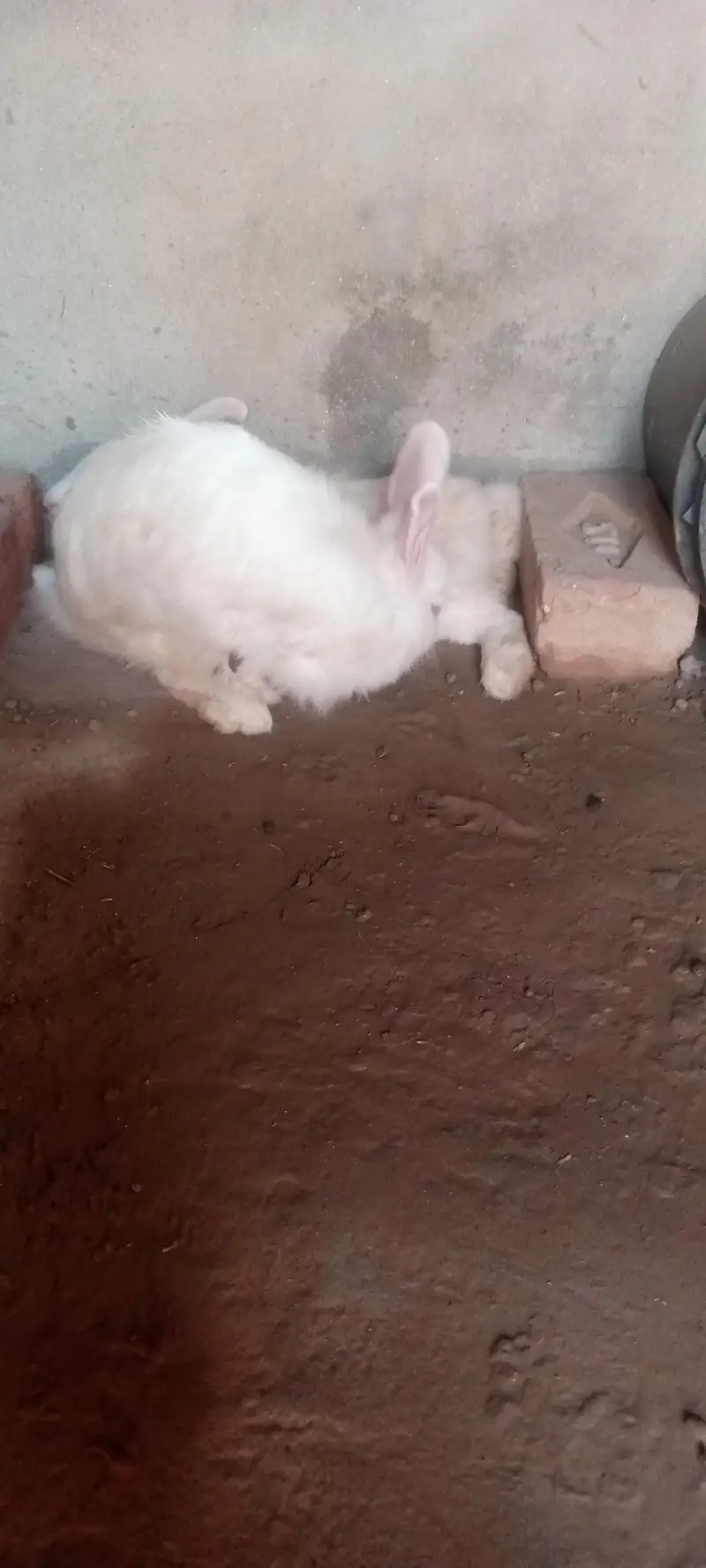 English Angora rabbits 5500rs — photo 8