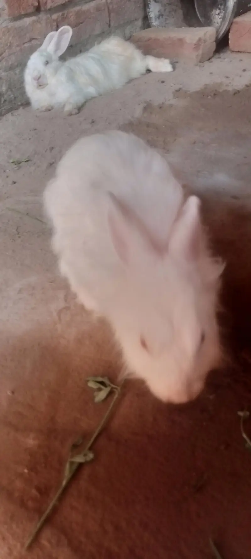 English Angora rabbits 5500rs — photo 9