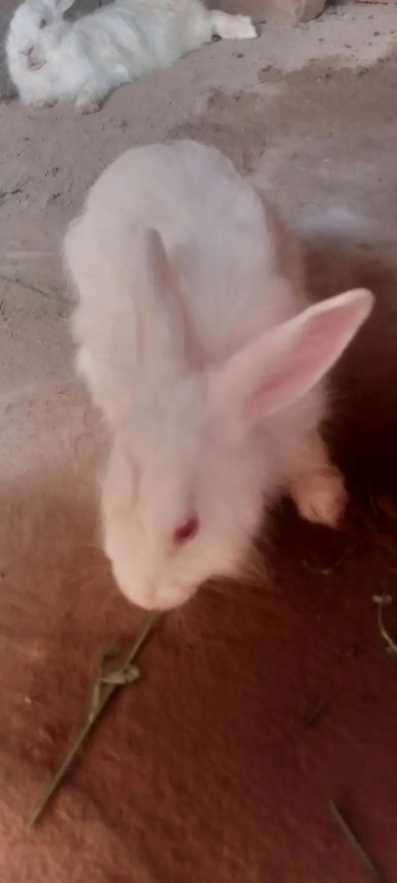 English Angora rabbits 5500rs — photo 10