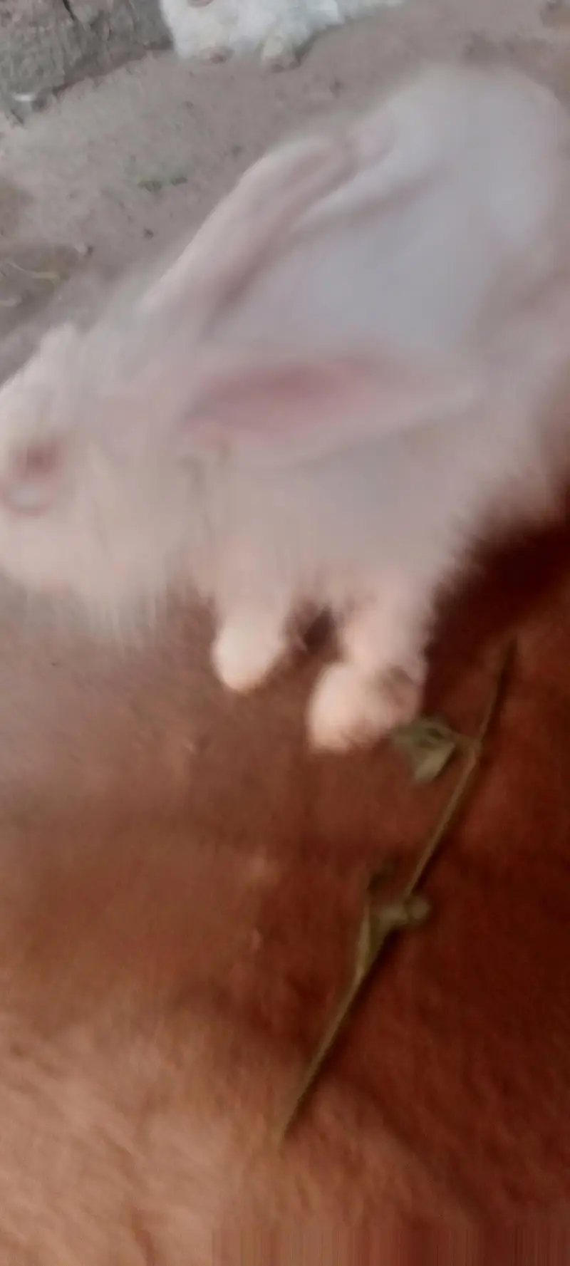 English Angora rabbits 5500rs — photo 11