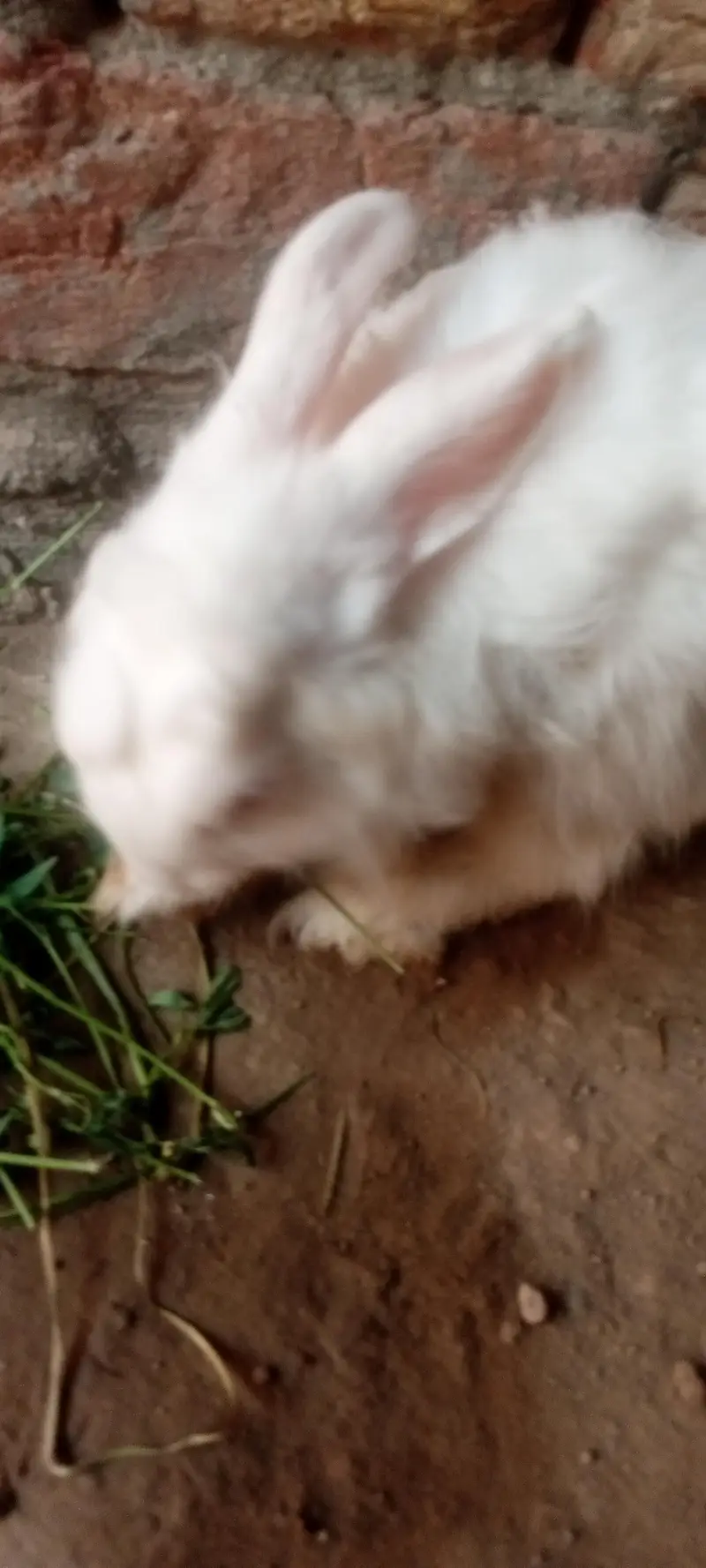 English Angora rabbits 5500rs — photo 12