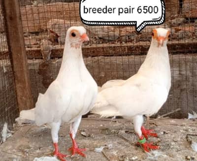fancy pigeons/swallow/fantail/Jacobin/frillback/lahori sherazi/norwich