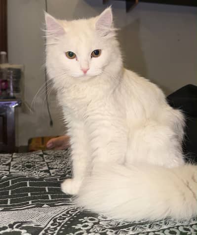 Persian feline pair blue eyes