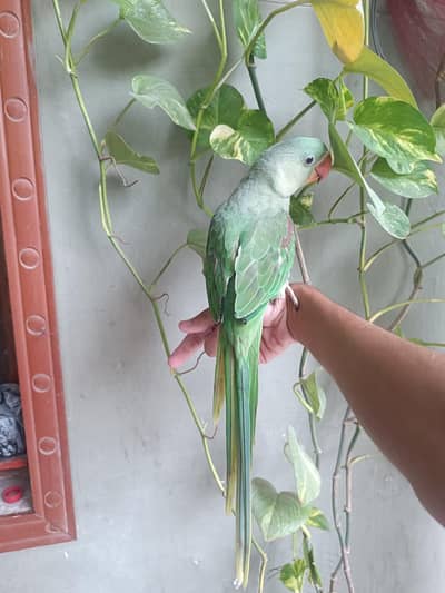 Healthy Alexandrine Raw Parrot for Sale