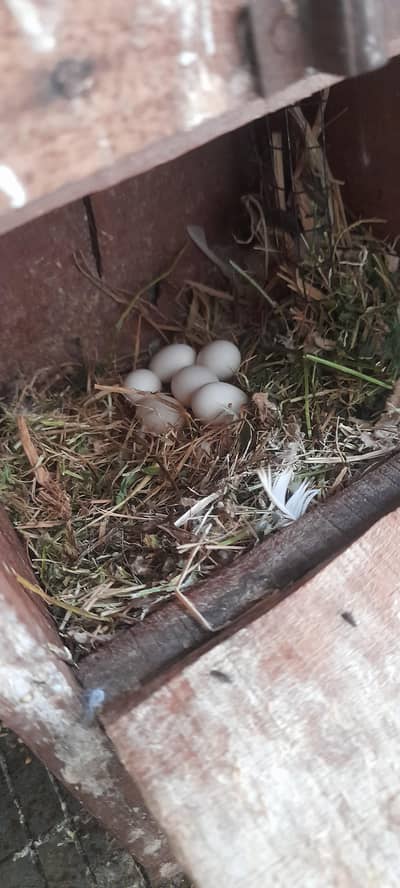 Lovebirds Albino Creamino Breeder Pair with eggs urgent sale