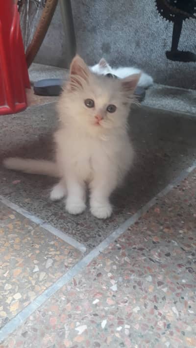 Persian Kitten | punch Face | high quality kitten | triple coated |