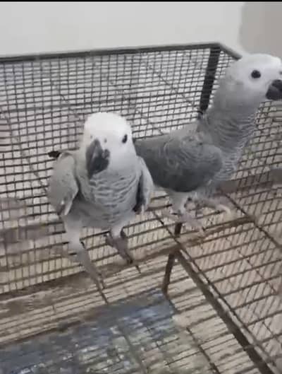 Grey parrot pathy