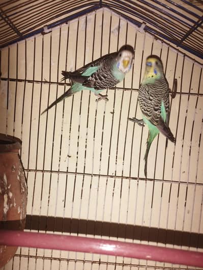 Badige Ka pair ha full bareedr pair ha