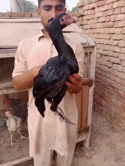 Hens Sale sale sale