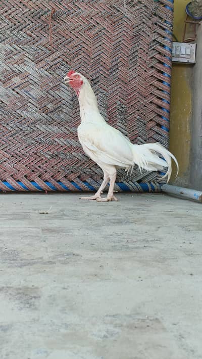 Heera Aseel Pair With Chicks.