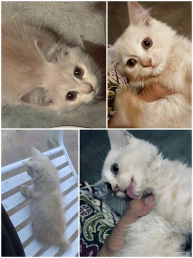 Persian ginger kitten 