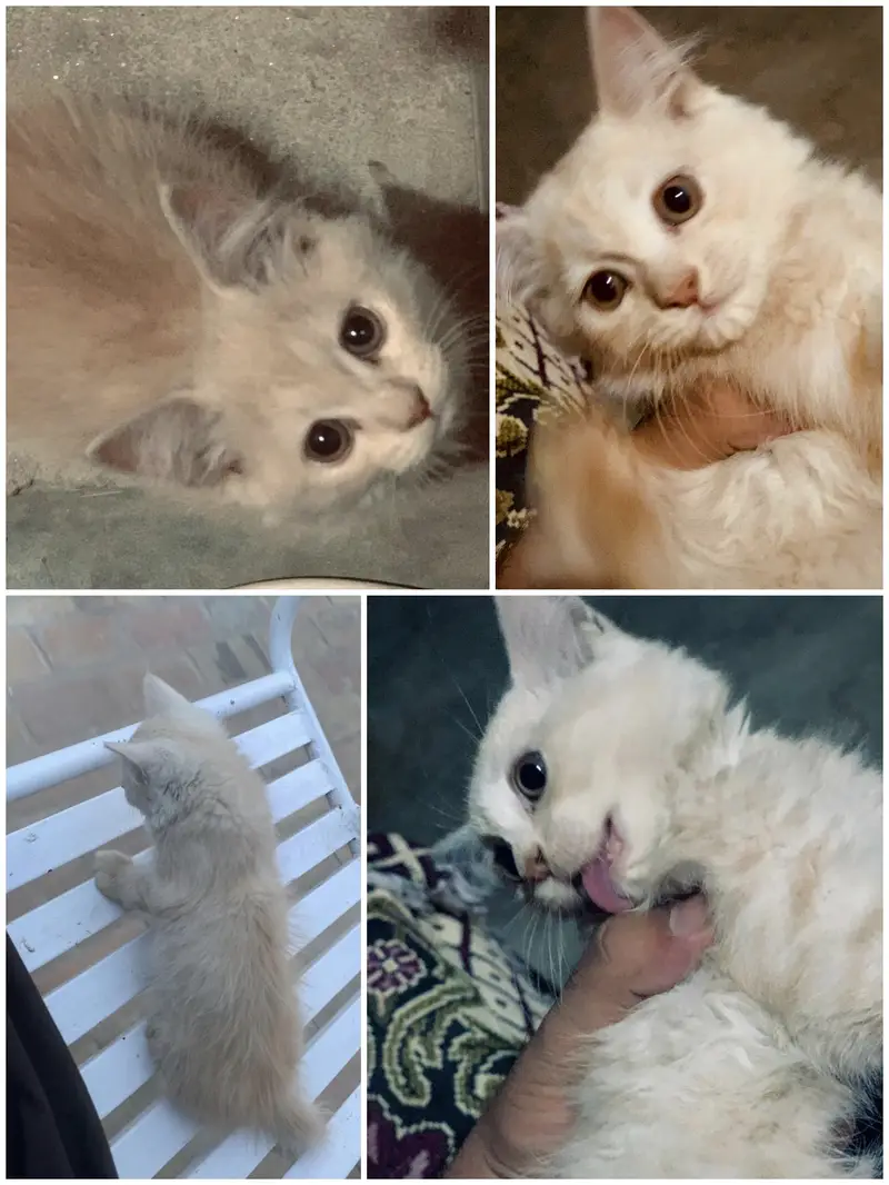 Persian ginger kitten 