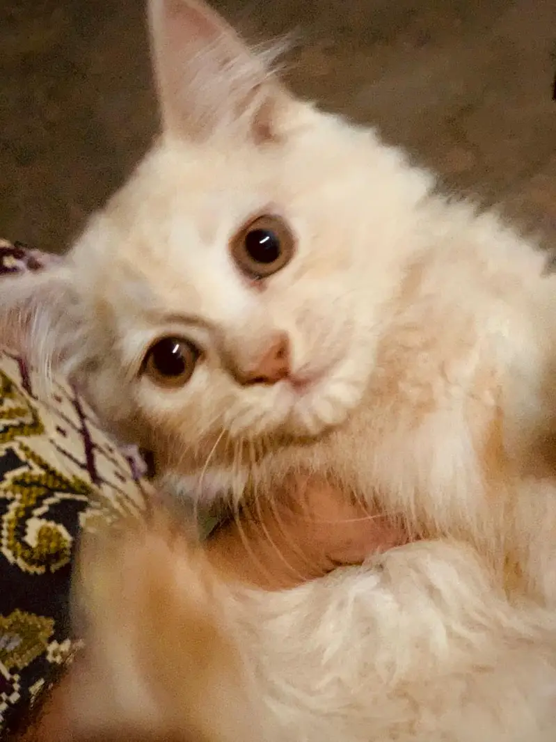 Persian ginger kitten  — photo 2