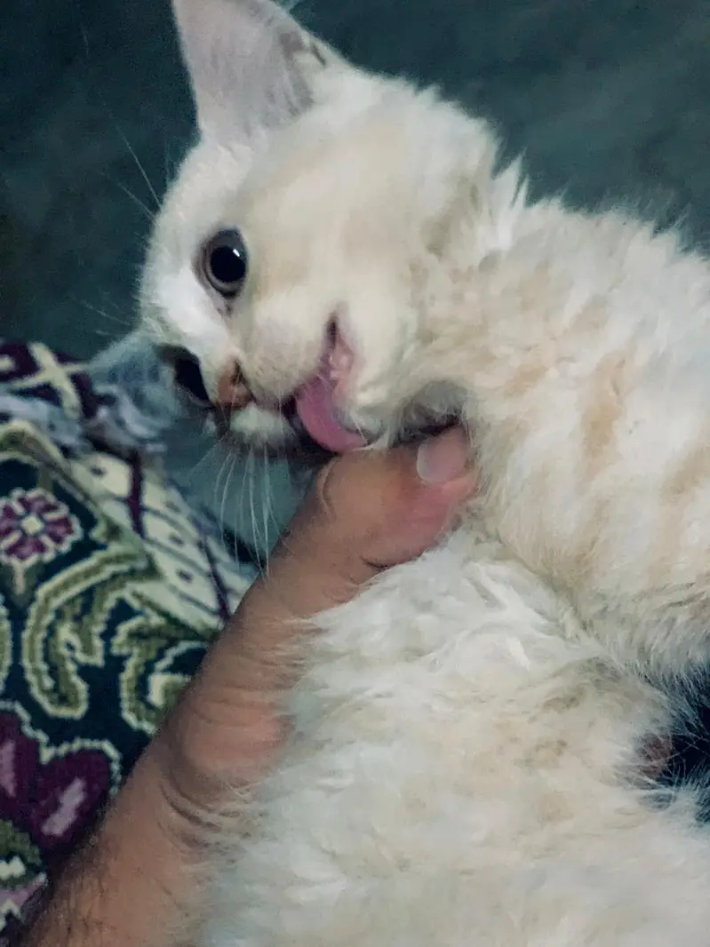 Persian ginger kitten  — photo 3