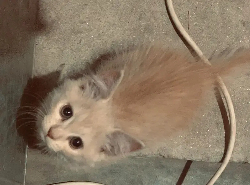 Persian ginger kitten  — photo 4