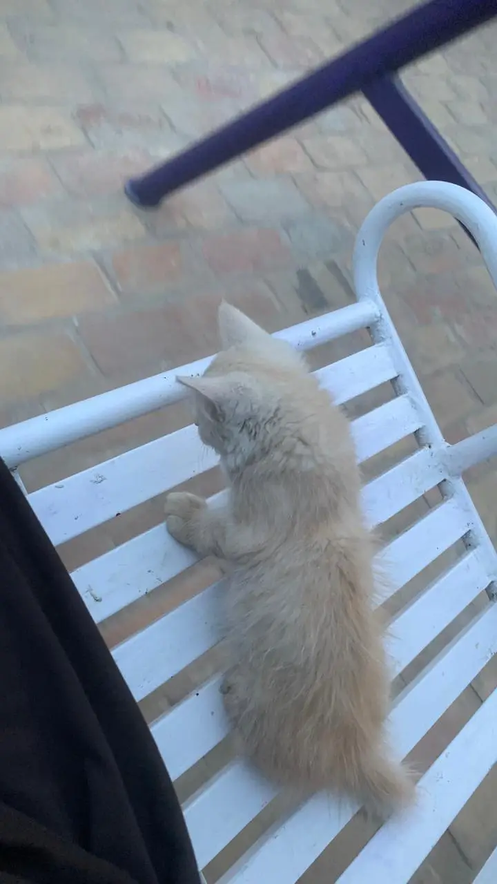 Persian ginger kitten  — photo 5
