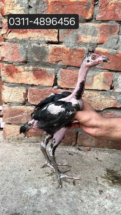 thai veitnam chicks