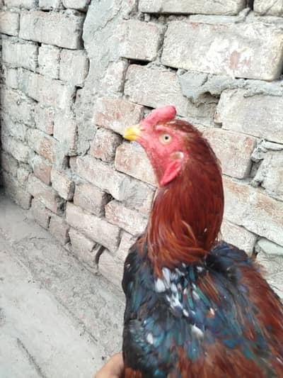 Shandar Aseel Murgha For Sale