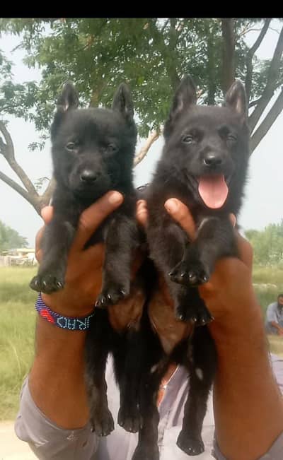 Black German shepherd pair | Alsatian Puppy | GSD | Dog | single coat