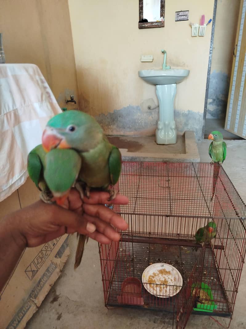 pair chicken 5
