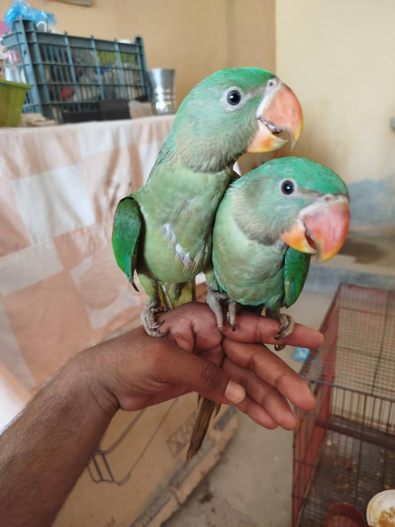 pair chicken 6