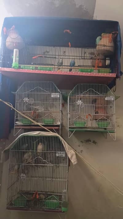 setup for sell