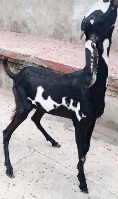 betal female for sale