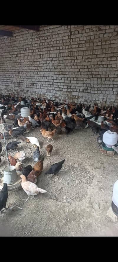 offer rate Golden Misri 600 grm pathiya patha mix available